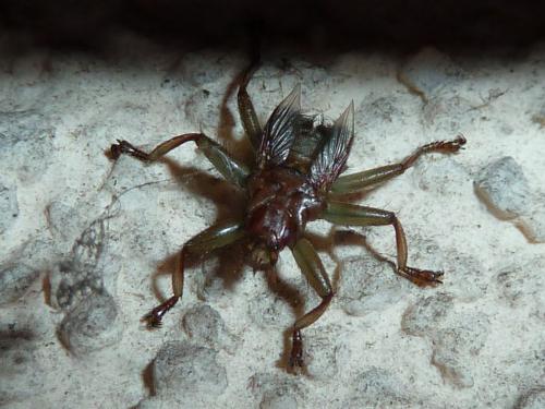 Crataerina pallida
